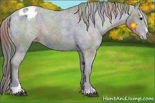 Horse Color:Nacre Black Sabino Appaloosa 