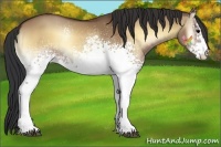 Horse Color:White Spotted Bay Onyx 