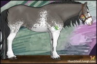 Horse Color:White Spotted Grullo