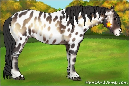 Horse Color:Brown Onyx Near Leopard