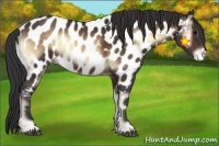 Horse Color:Brown Onyx Near Leopard 