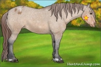 Horse Color:Bay Dun Appaloosa