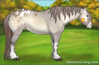 Horse Color:Brown Onyx Appaloosa 