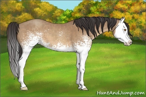 Horse Color:White Spotted Sable Champagne Splash 