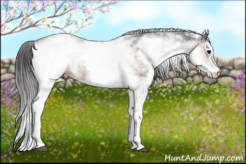 Horse Color:White Spotted Brown 
