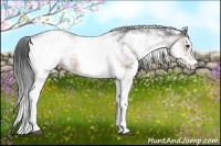 Horse Color:White Spotted Brown