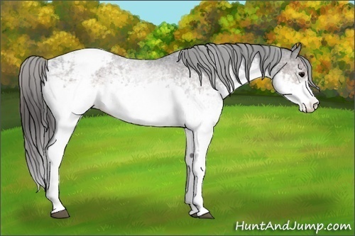 Horse Color:White Spotted Brown Appaloosa 