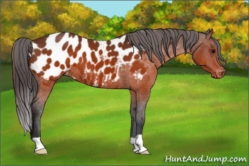 Horse Color:Brown Appaloosa