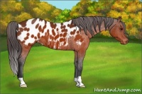 Horse Color:Brown Near Leopard