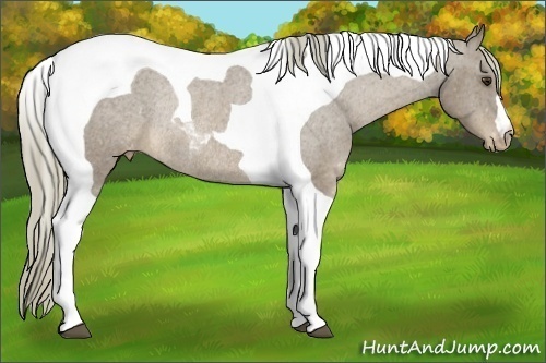 Horse Color:Chestnut Tobiano Appaloosa Rabicano 