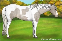 Horse Color:Chestnut Tobiano Appaloosa Rabicano