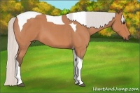 Horse Color:Silver Bay Roan Tobiano 