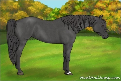 Horse Color:Smoky Blue Roan 