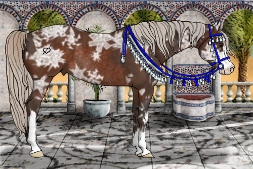 Horse Color:Silver Bay Sabino and Silver Bay Ice Sabino Rabicano