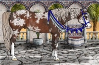 Horse Color:Silver Bay Sabino and Silver Bay Ice Sabino Rabicano