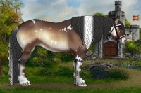 Horse Color:White Spotted Bay Onyx 