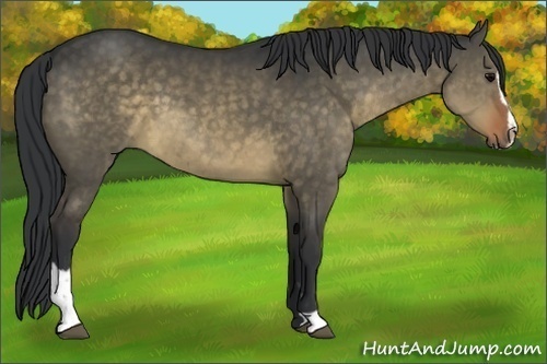 Horse Color:Brown Dun Sabino