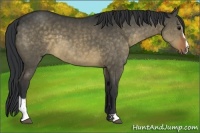 Horse Color:Brown Dun Sabino 
