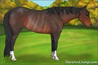 Horse Color:Brown Rabicano