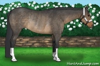 Horse Color:Brown Dun Rabicano 