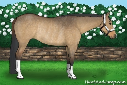 Horse Color:Brown Dun Rabicano 