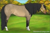 Horse Color:Brown Dun