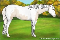 Horse Color:Silver Classic Champagne Sabino Splash Tobiano Appaloosa Rabicano