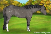 Horse Color:Grullo