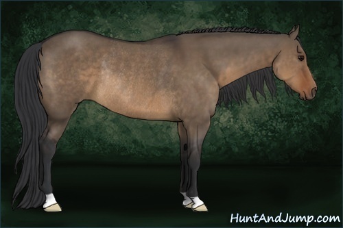 Horse Color:Brown Dun Rabicano 
