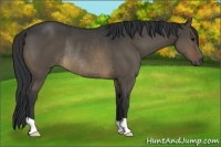 Horse Color:Brown Dun Rabicano