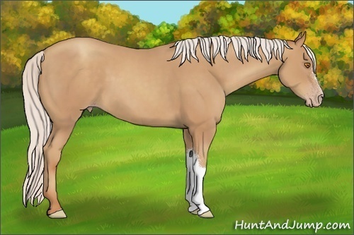 Horse Color:Silver Classic Champagne