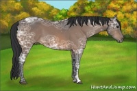 Horse Color:Bay Ice 