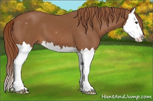 Horse Color:Chestnut Splash 
