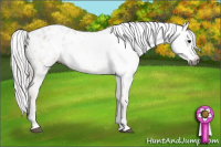 Horse Color:Gray White Spotted Bay Sabino Appaloosa 