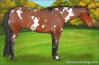 Horse Color:White Spotted Brown Varnish
