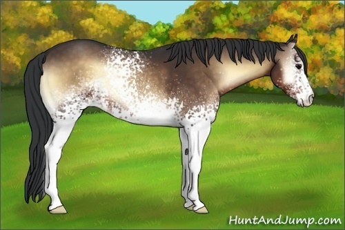 Horse Color:White Spotted Brown Onyx 