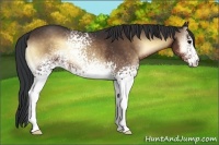 Horse Color:White Spotted Brown Onyx 