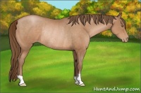 Horse Color:Bay Pearl Rabicano 
