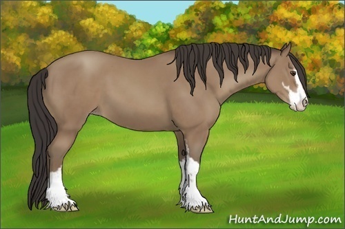 Horse Color:Classic Champagne Sabino
