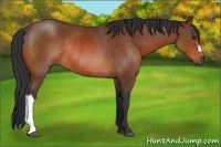 Horse Color:Bay Rabicano 