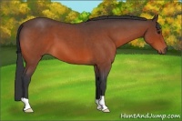 Horse Color:Bay Roan 