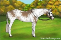 Horse Color:White Spotted Silver Buckskin 