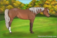 Horse Color:Silver Bay 