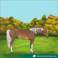 Horse Color:White Spotted Silver Buckskin 