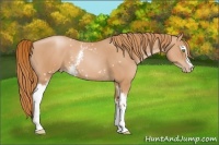 Horse Color:White Spotted Gold Champagne
