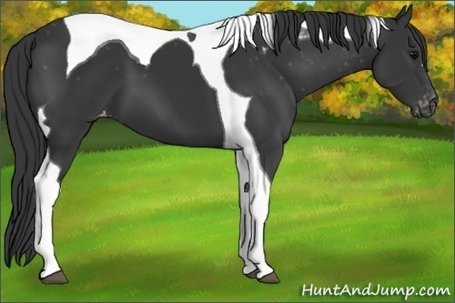 Horse Color:Black Tobiano Varnish