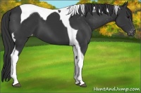 Horse Color:Black Tobiano Varnish 