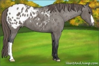 Horse Color:Grullo Appaloosa