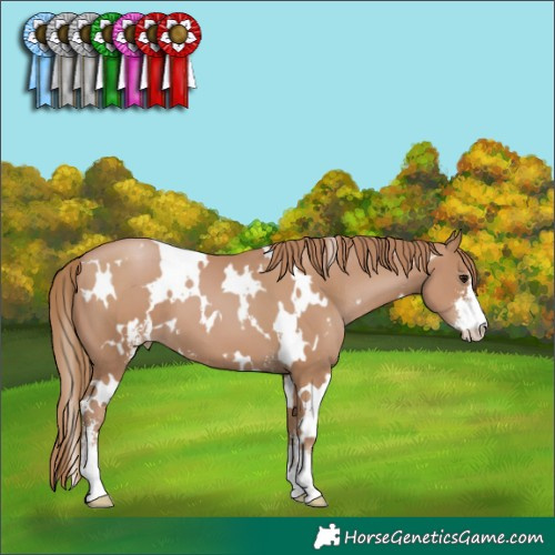 Horse Color:White Spotted Black Pearl Sabino 