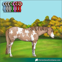 Horse Color:White Spotted Black Pearl Sabino